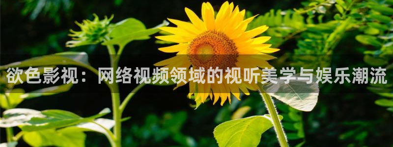 窝窝电视剧免费观看播放影视大全：欲色影视：网络视频领域的视听美学与娱乐潮流